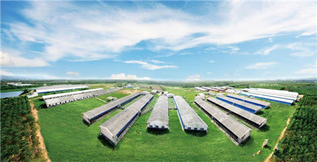 最可爱的中国养猪人，我为你歌唱！