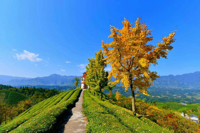 网友交流｜让更多的人知道，有一个地方叫鹤峰！