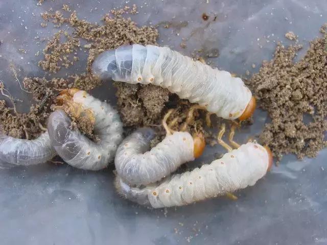 葡萄二星叶蝉虫害防治方法,葡萄的虫害有哪些