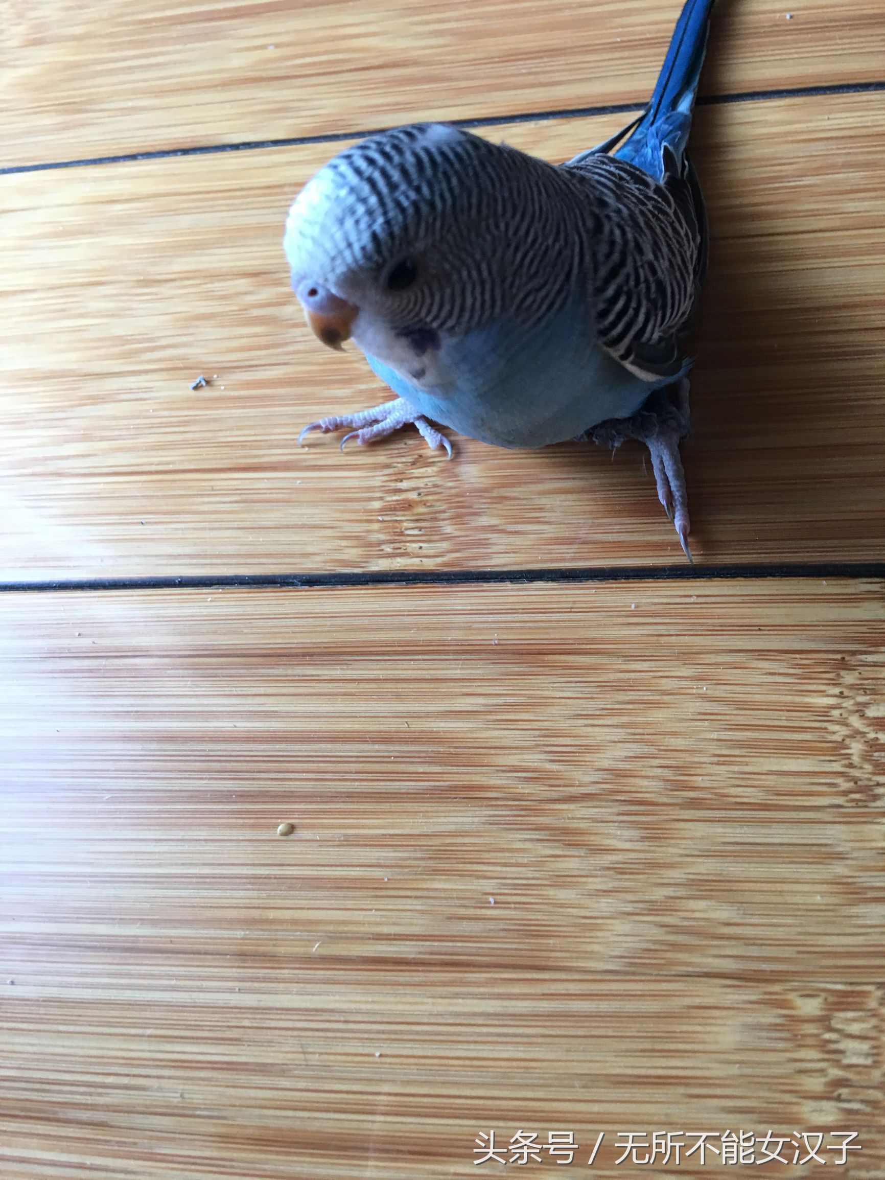 八字腿矫正后的鹦鹉,虎皮八字脚矫正几天