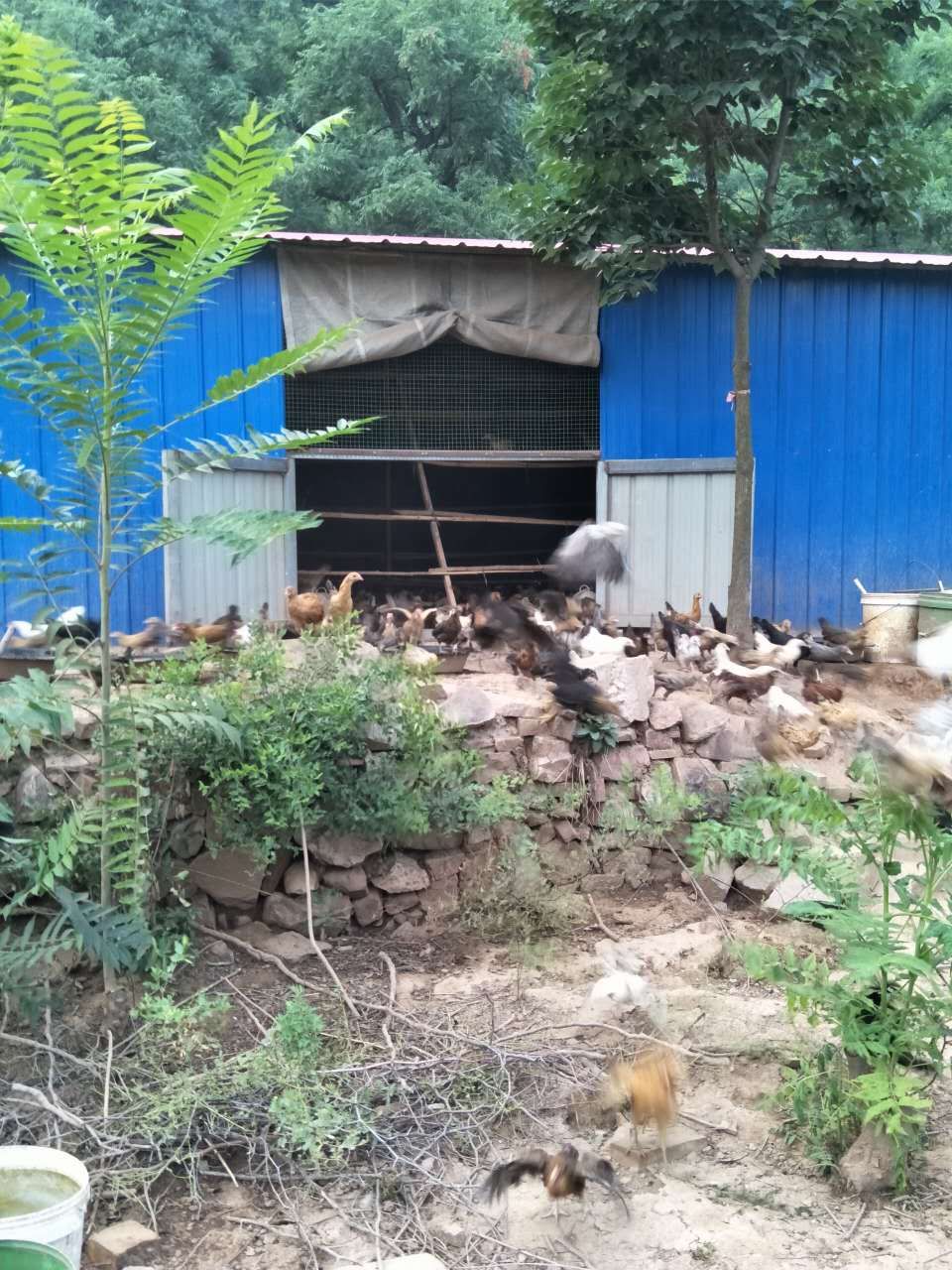 大蒜乌骨鸡,大蒜公鸡