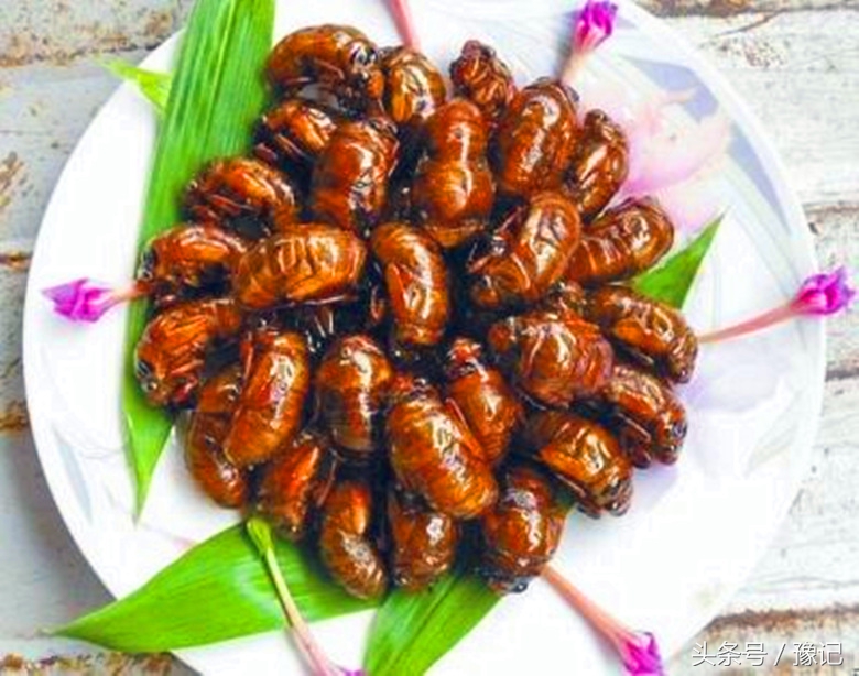 知了好吃嘛,知了怎样地叫