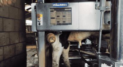 各国争抢全球黄金奶源带,网友评论:别争了,都在天猫国际呢!