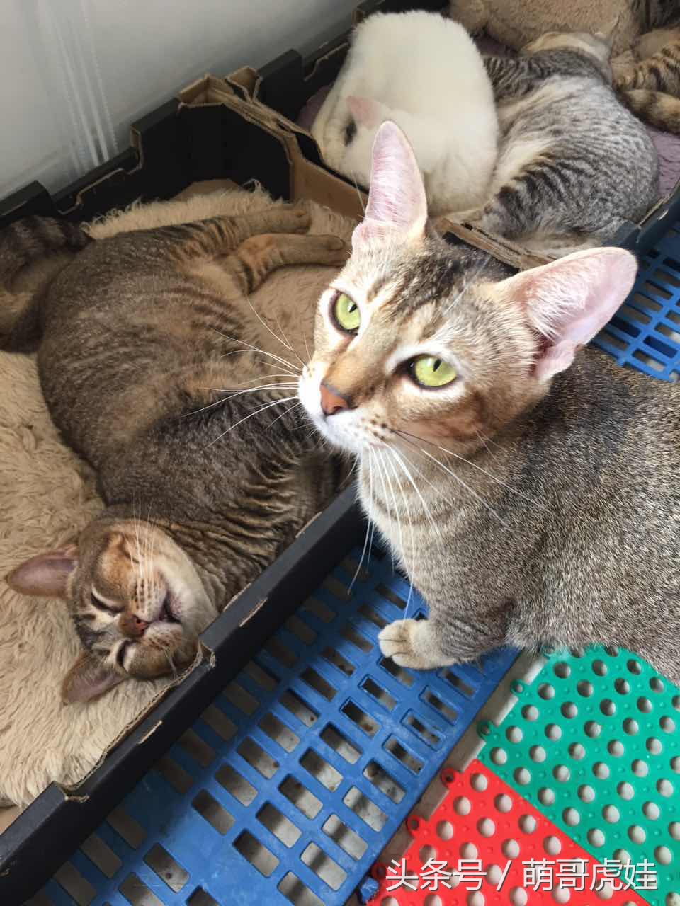 喵星人睡觉懒散,猫咪睡得太死叫不醒正常吗