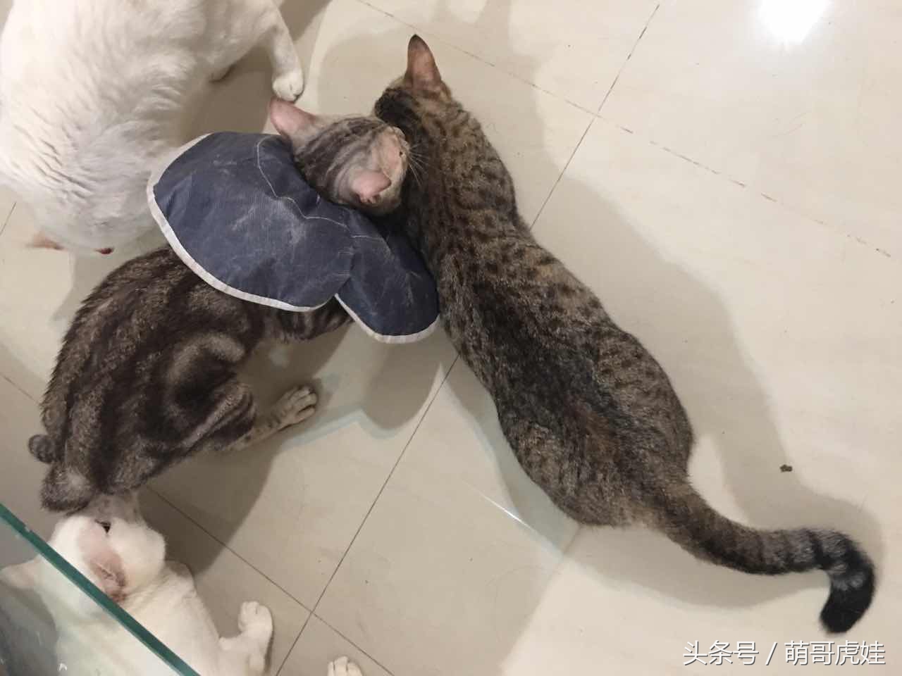 喵星人睡觉懒散,猫咪睡得太死叫不醒正常吗