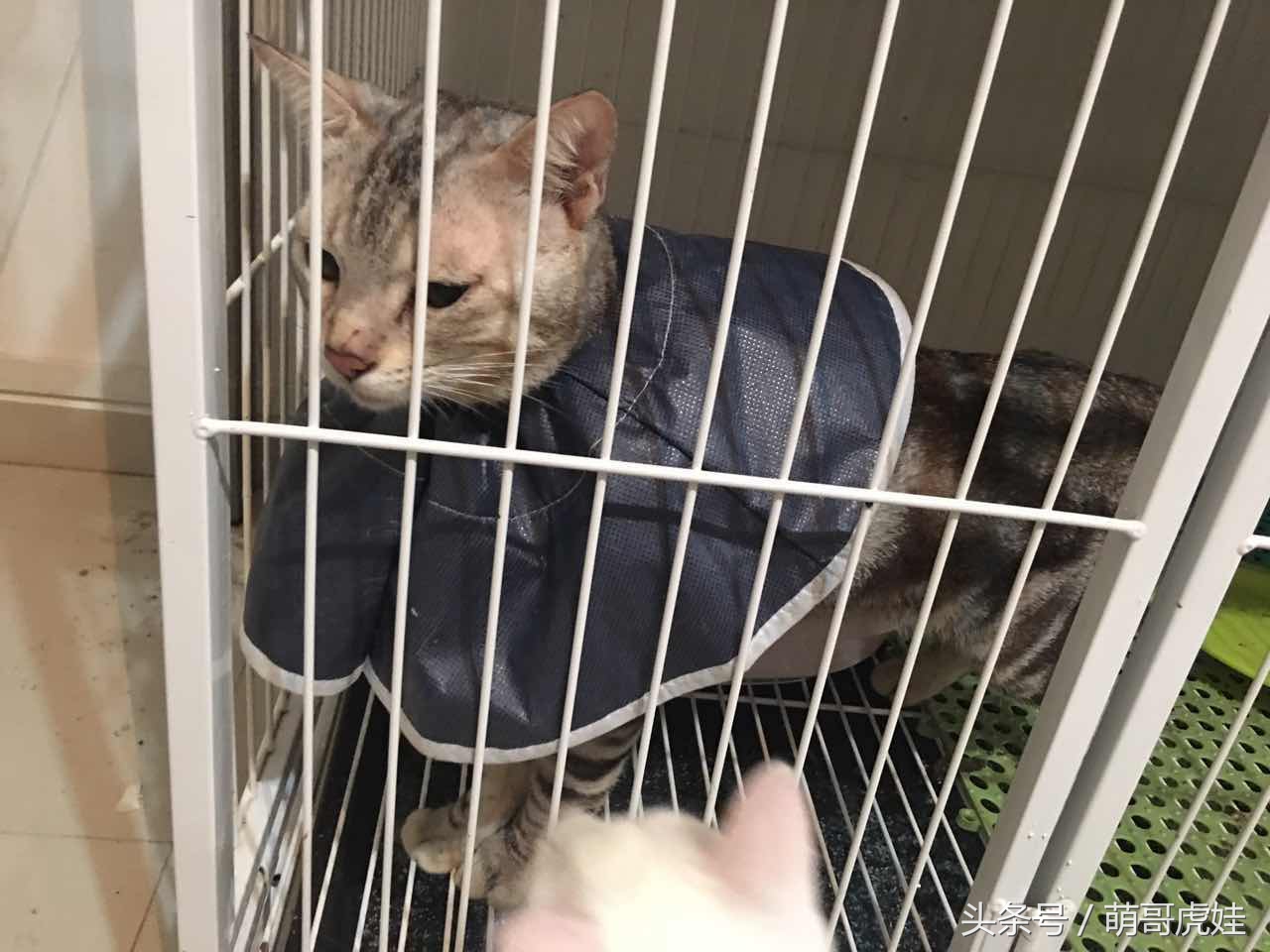 喵星人睡觉懒散,猫咪睡得太死叫不醒正常吗