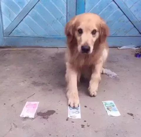金毛犬的智商有多高,金毛犬智商有多高