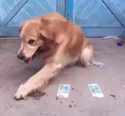 金毛犬的智商有多高,金毛犬智商有多高