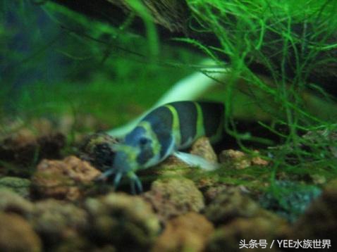 泥鳅可以放鱼缸和鱼一起养吗,泥鳅养在鱼缸里对鱼有影响吗