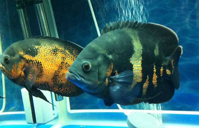 哪几种热带鱼好养,热带鱼好养的有哪几种