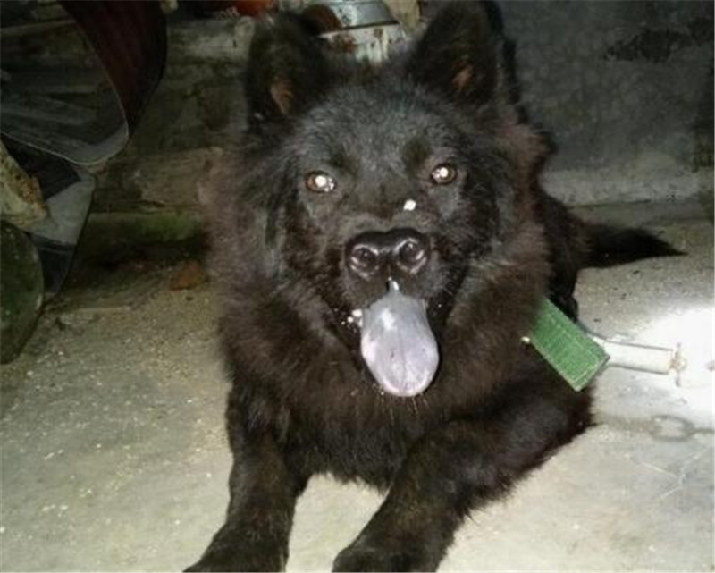 农家庭院偶遇一只“极品神犬”，黑面獠牙，虎头狮面，可惜叫不出名字