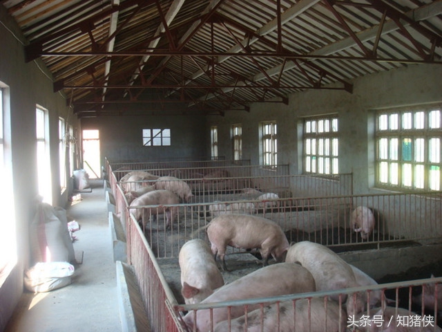 两种野菜有什么功效,夏季这几种菜再便宜也要常吃