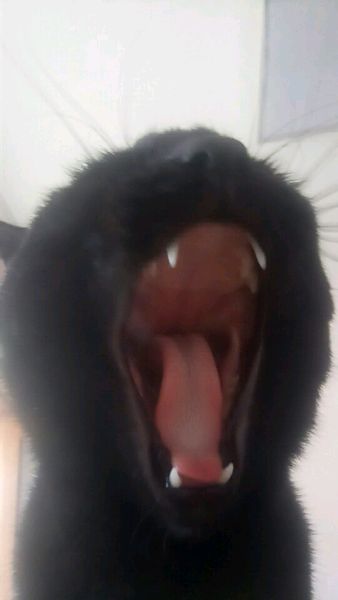 话不投机半句多,一言不合就开咬,这猫是不是被我宠坏了!