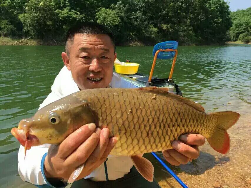 金龙经典饵料,媲美商品饵的鱼饵