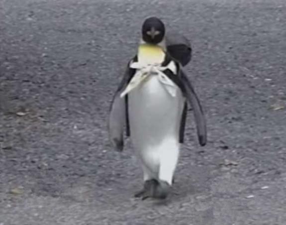 企鹅为什么喜欢吃鱼还喜欢游泳,企鹅自己背着书包去商店买鱼