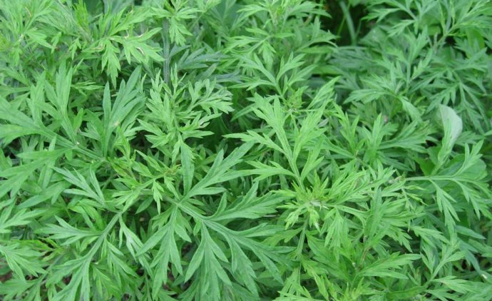 农村常见的中草药功效解说,常见中草药的功效与作用