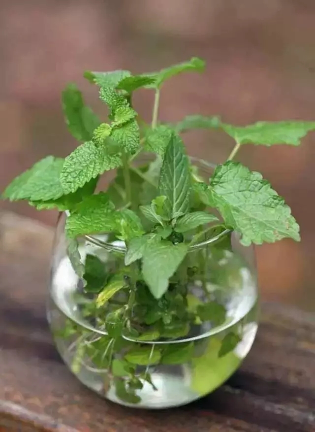 农村适合水培的植物,最适合水培的植物图片及名称