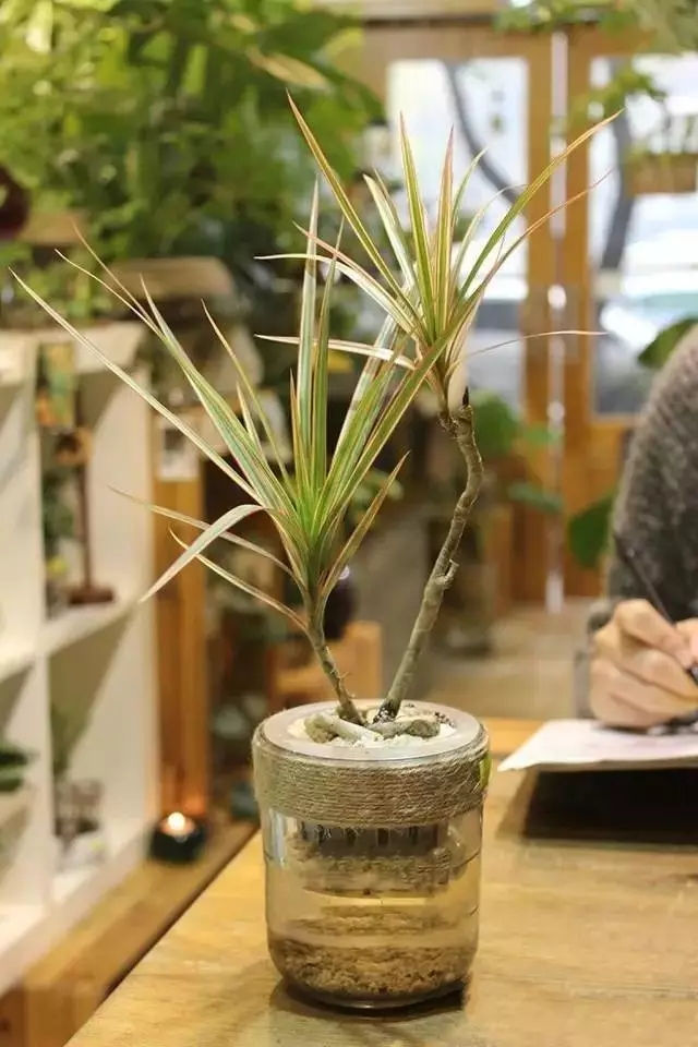 农村适合水培的植物,最适合水培的植物图片及名称