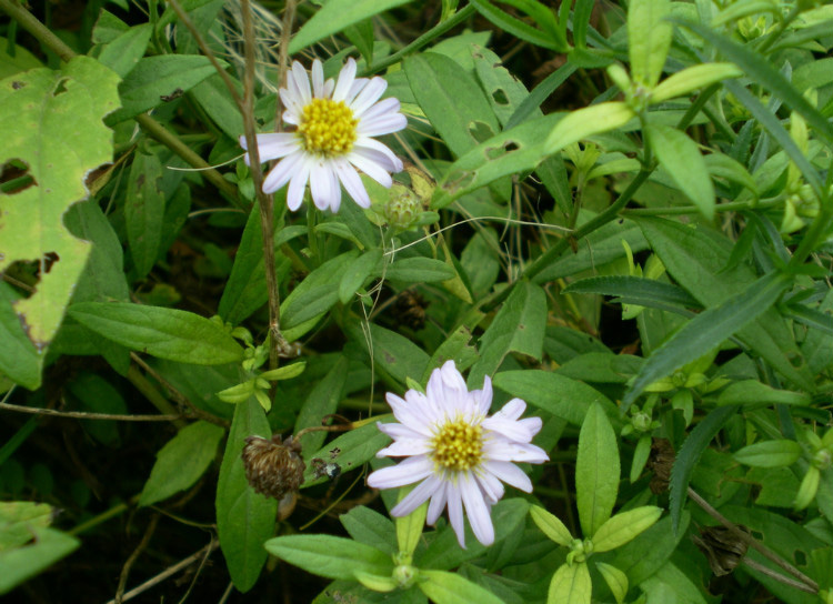农村常见的中草药功效解说,常见中草药的功效与作用