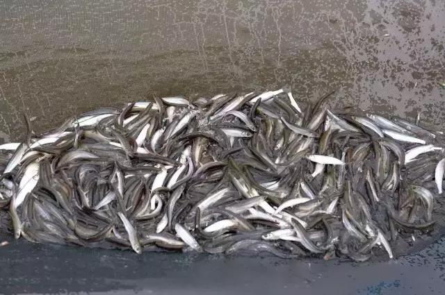 各种海鲜河鲜,河鲜海鲜推荐