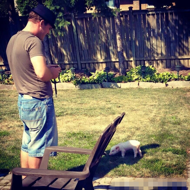 外国小哥以为自己买到了迷你猪,国外小哥养宠物猪