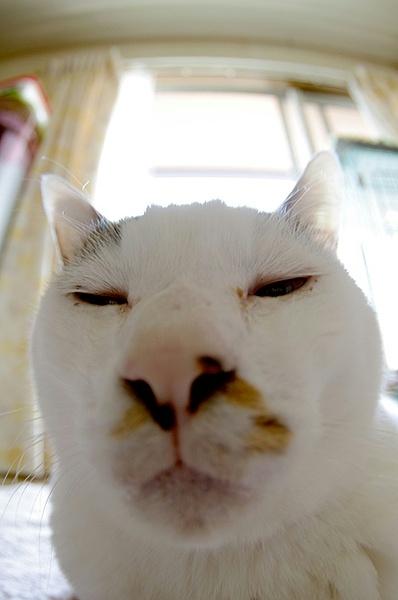 一只全方位无死角美颜的喵，和一只360度无死角的丑猫，对比伤害有多大——简直没眼看了