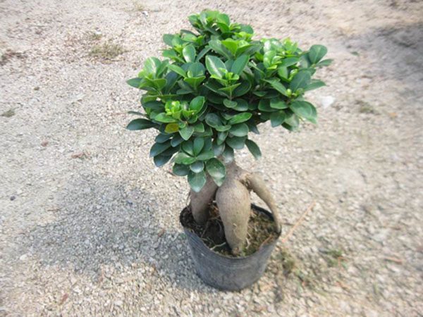 榕树盆景最好的养殖方法,榕树盆景大全及养殖方法