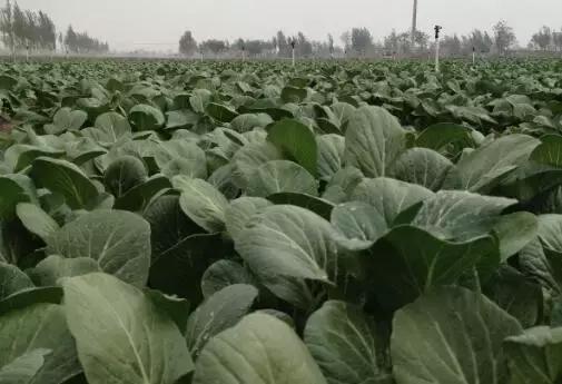 分析蔬菜行情有技巧，有些要看换茬，有些要看换地（附广州江南0725菜价）