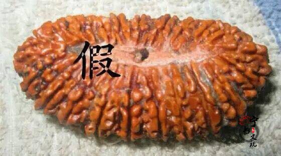 你手中的金刚菩提是真的吗?看金刚菩提真假鉴别