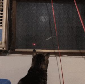 网购时商家送了个小面膜,没想这么小,给猫试了下,这~