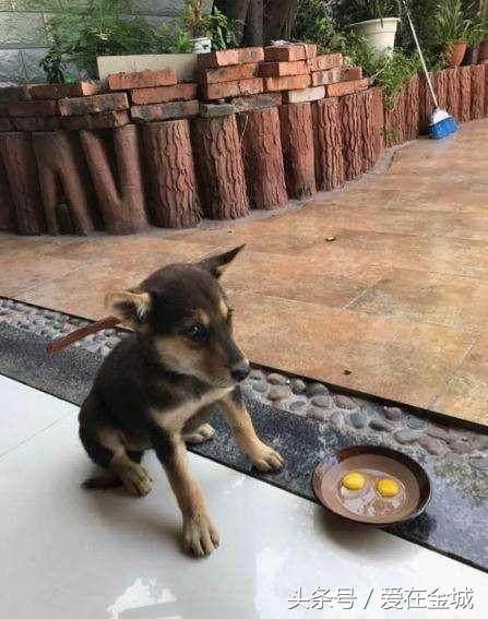 网友买哈士奇,网友买了一只50元的宠物