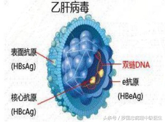乙肝感染初期是大三阳还是小三阳,乙肝怎么看大三阳还是小三阳