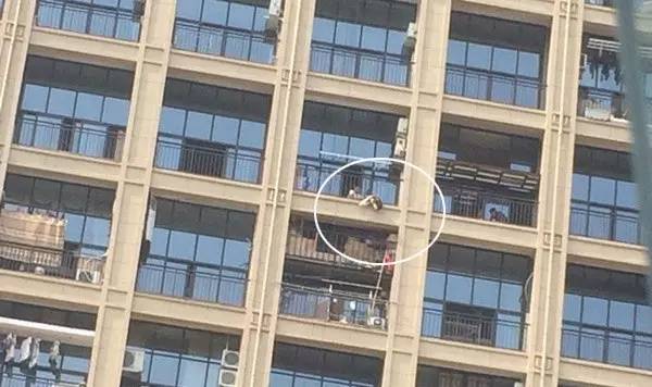 阿拉斯加犬阳台死亡,阿拉斯加犬中暑合肥后续