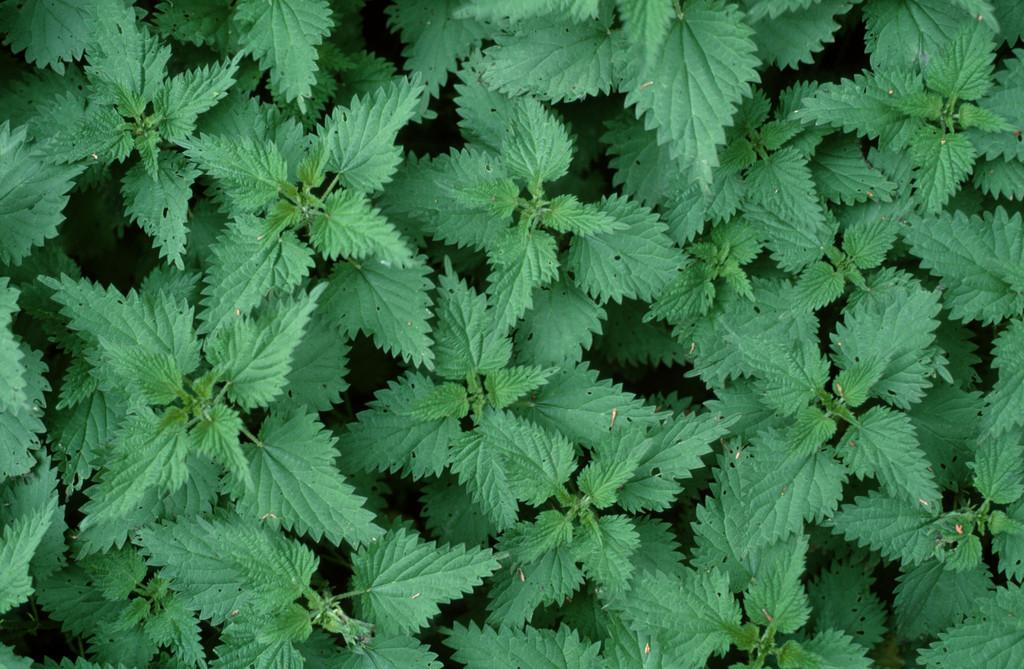 农村常见的中草药功效解说,常见中草药的功效与作用