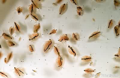 观赏鱼各种活食,观赏鱼动物性饲料有哪些