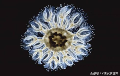 观赏鱼各种活食,观赏鱼动物性饲料有哪些