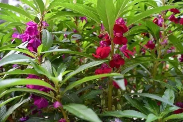 蔻丹艺术作品,蔻丹染指甲