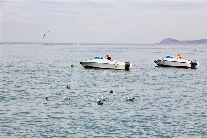 荣成海驴岛一年四季都有海鸥吗,国外海岛看海鸥