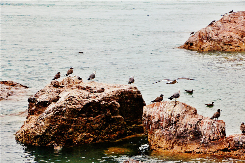 荣成海驴岛一年四季都有海鸥吗,国外海岛看海鸥