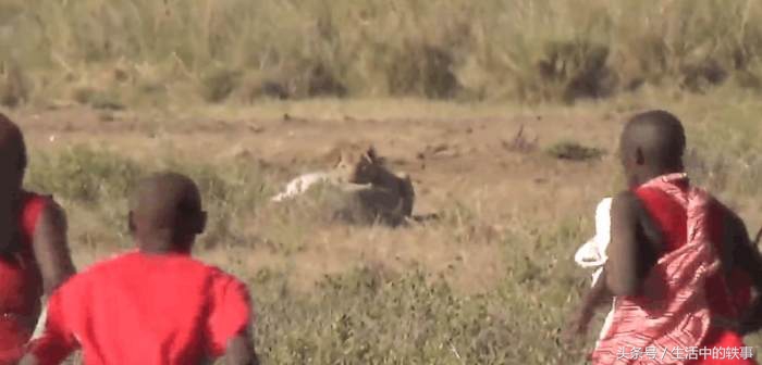 非洲大草原真正的霸主，连狮子见了都要绕道