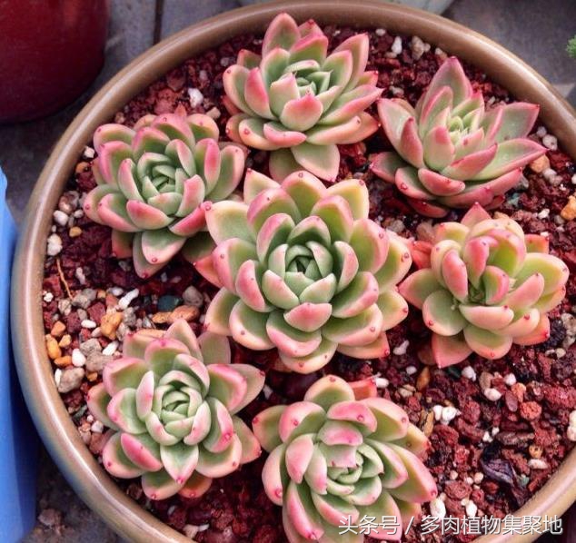 多肉上有小白虫是什么病怎么防治,多肉法师长白色虫子该怎样防治