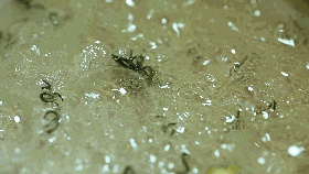 0失败简单糕点,茉莉花茶加冰糕