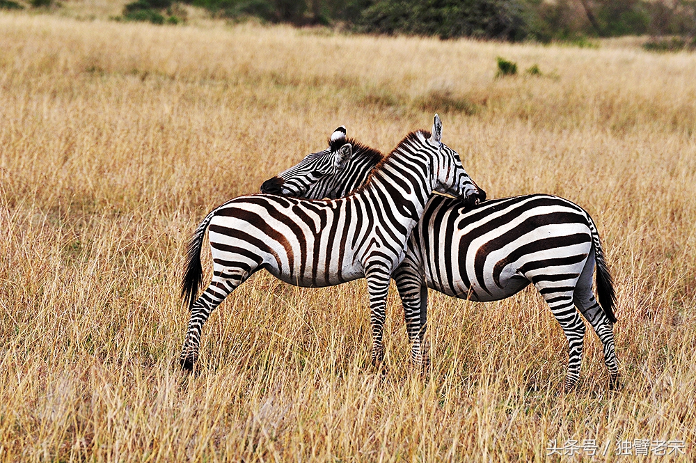 非洲马赛人有多厉害狮子都被吓跑,马赛人手拿一支长矛单挑一头狮子