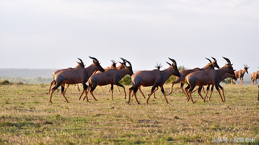 非洲马赛人有多厉害狮子都被吓跑,马赛人手拿一支长矛单挑一头狮子