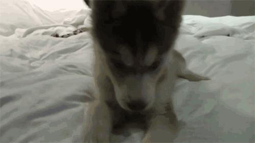 作为一只不能看家护院的大狗，到底应该怎么养