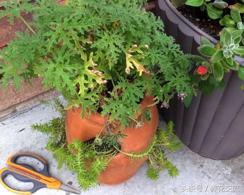 盆栽植物怎么控水快,盆栽植物浇水的正确方法