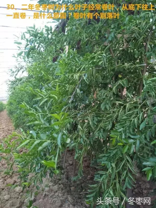 冬枣管理问题解答299期,冬枣管理问题及解析
