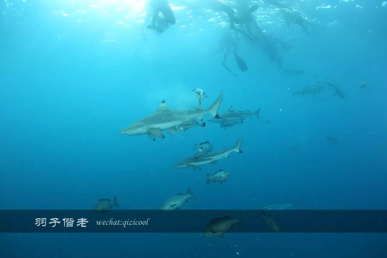 帕劳的旅游时长是多少,帕劳旅游找哪个旅行社