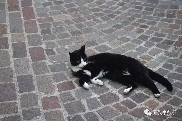 别了，图卢茨！瑞士第一猫