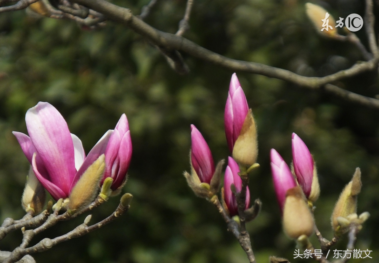 药王谷野山花径,药王谷的大花树是什么树